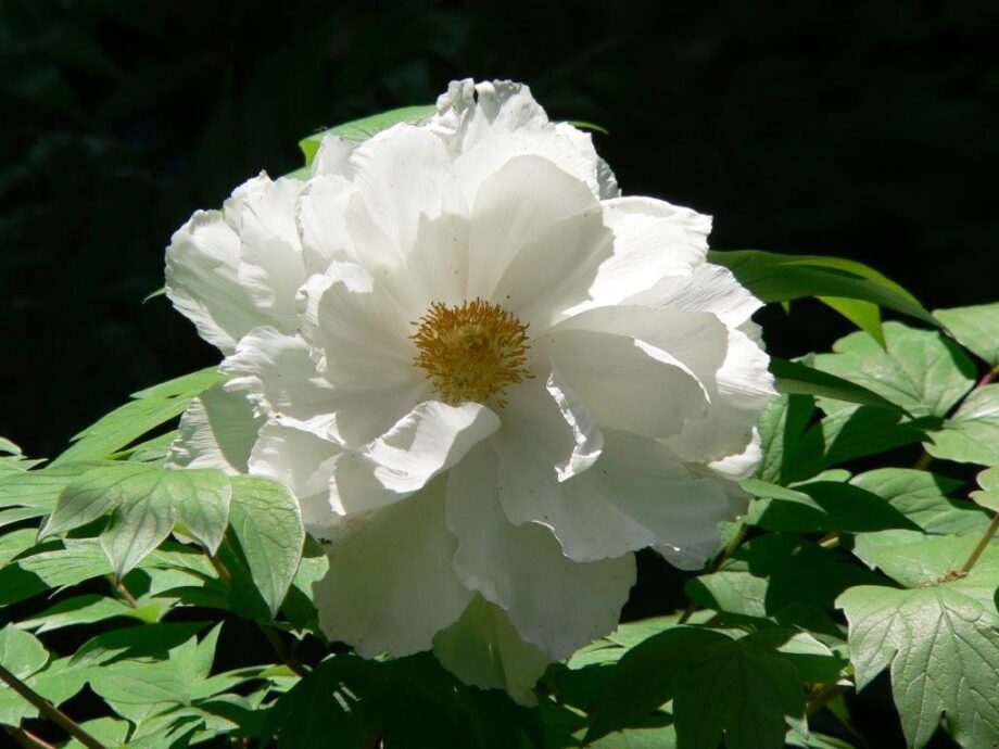 Weiße Blume Weiße Blume