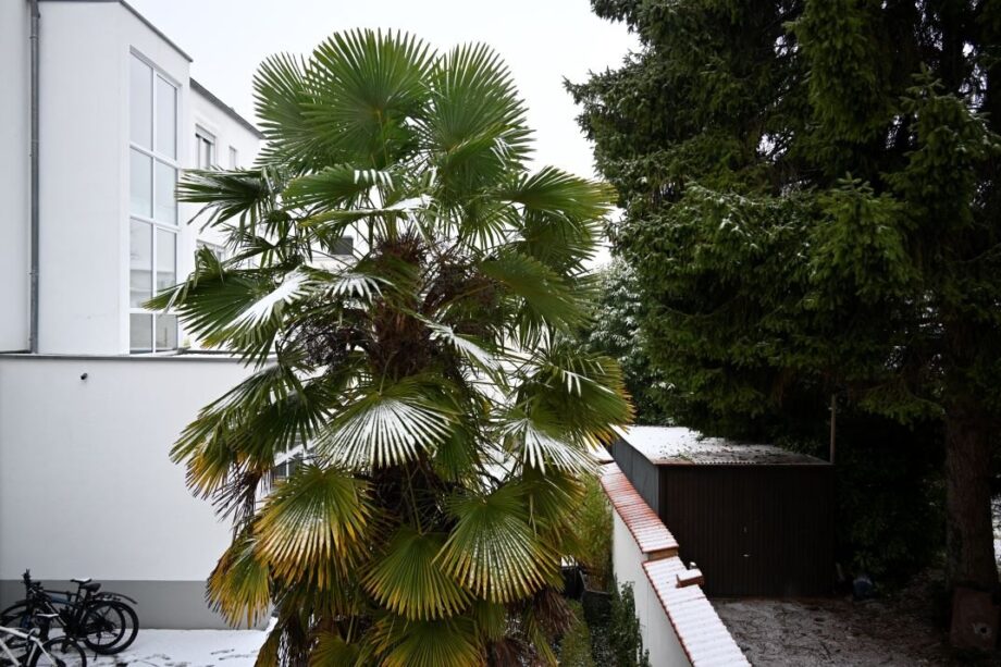 Weißer Schnee auf Palme Weißer Schnee auf Palme
