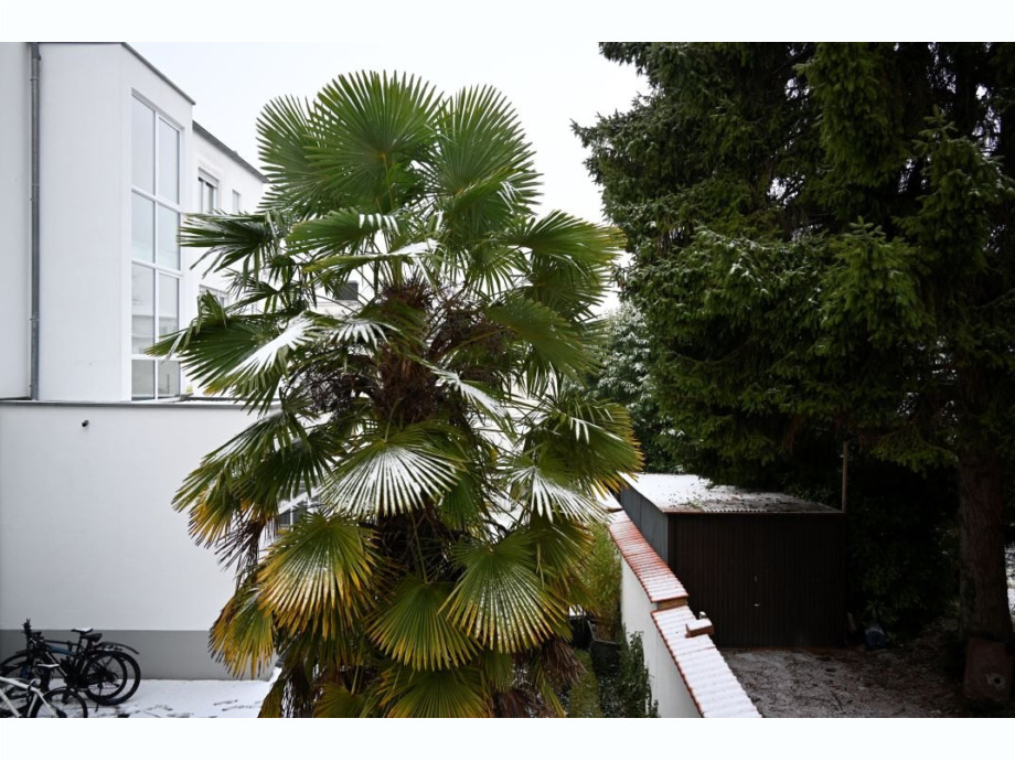 Weißer Schnee auf Palme
