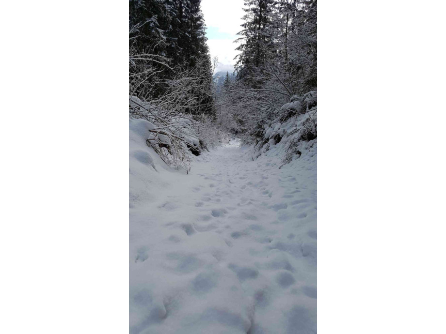 Waldweg
