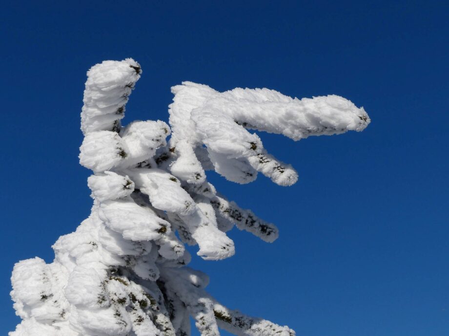 Weiß umhüllter Tannenzweig Weiß umhüllter Tannenzweig