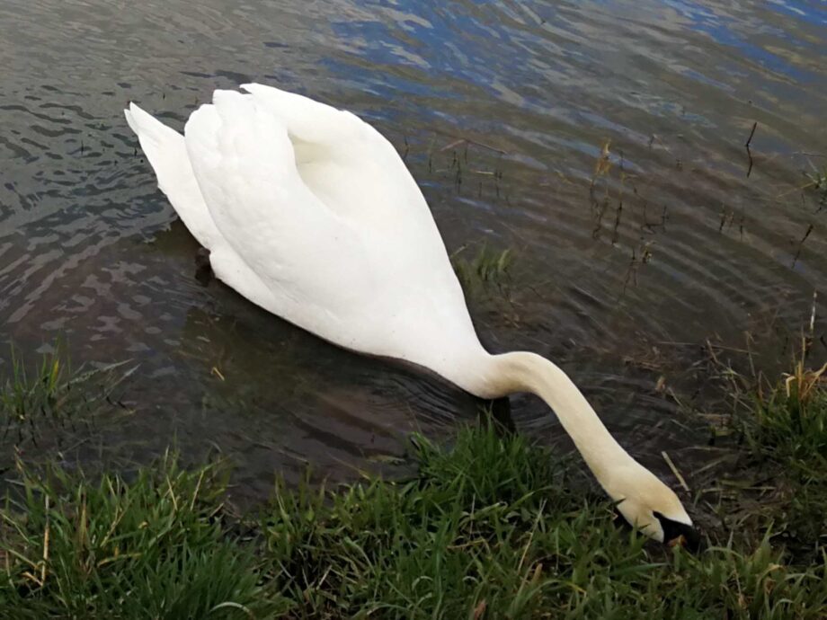 Weißer Fleck in der Kinzig Aue Weißer Fleck in der Kinzig Aue
