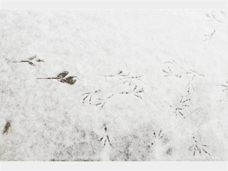 Schneespuren
