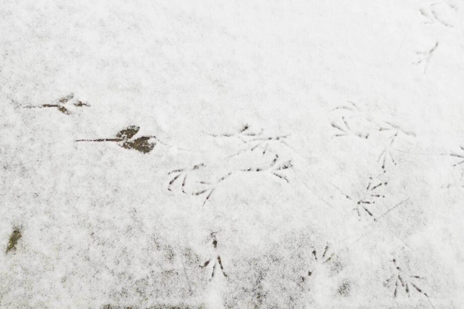 Schneespuren Schneespuren