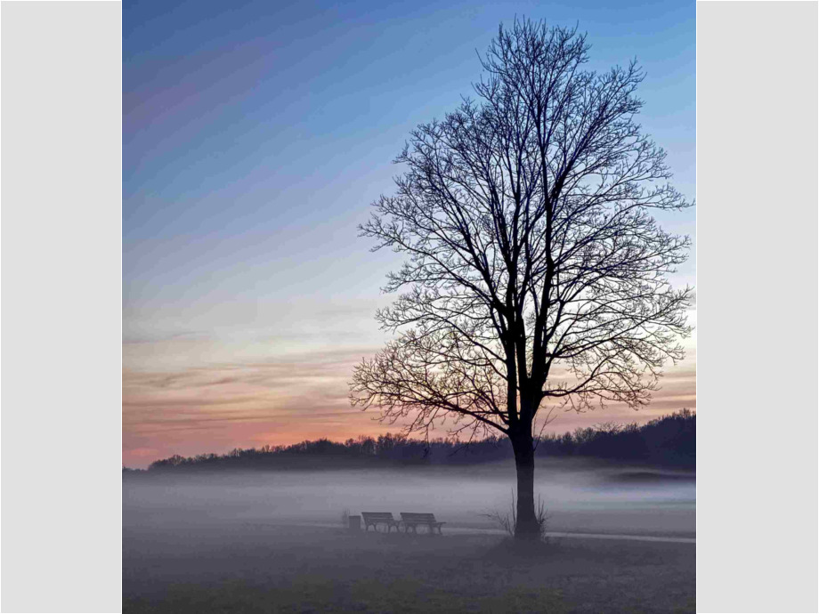 Bodennebel im Niddapark