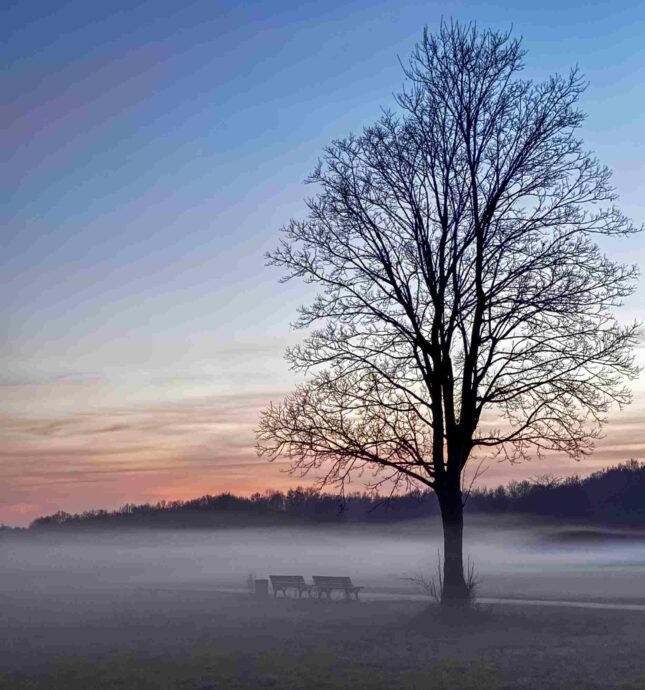 Bodennebel im Niddapark Bodennebel im Niddapark