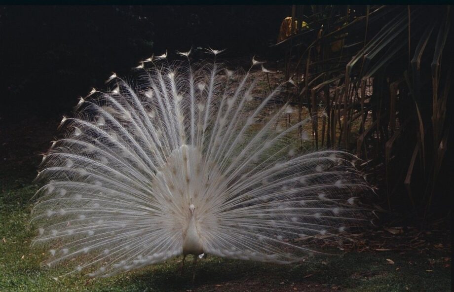 Weiße Schönheit Weiße Schönheit