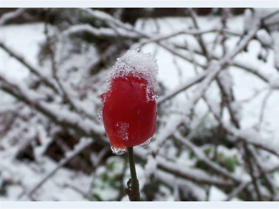 Schneehäubchen