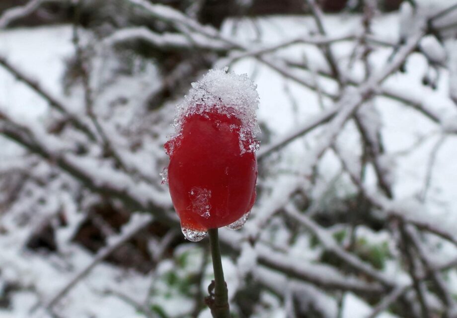 Schneehäubchen Schneehäubchen