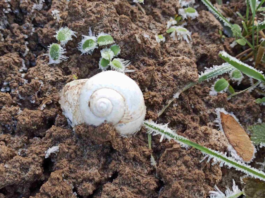 Schneckenhaus Schneckenhaus