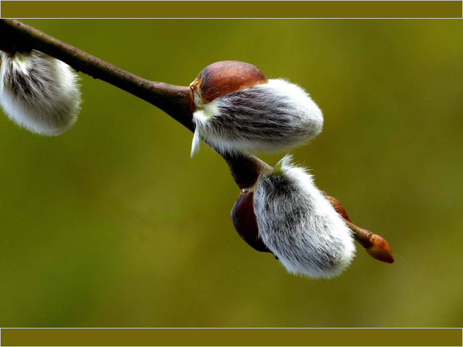 Weidenkätzchen Weidenkätzchen
