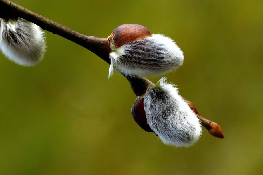 Weidenkätzchen Weidenkätzchen