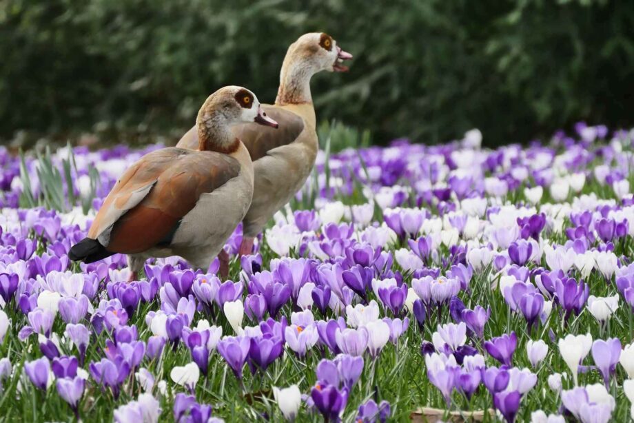 Krokusse mit Gänsen Krokusse mit Gänsen