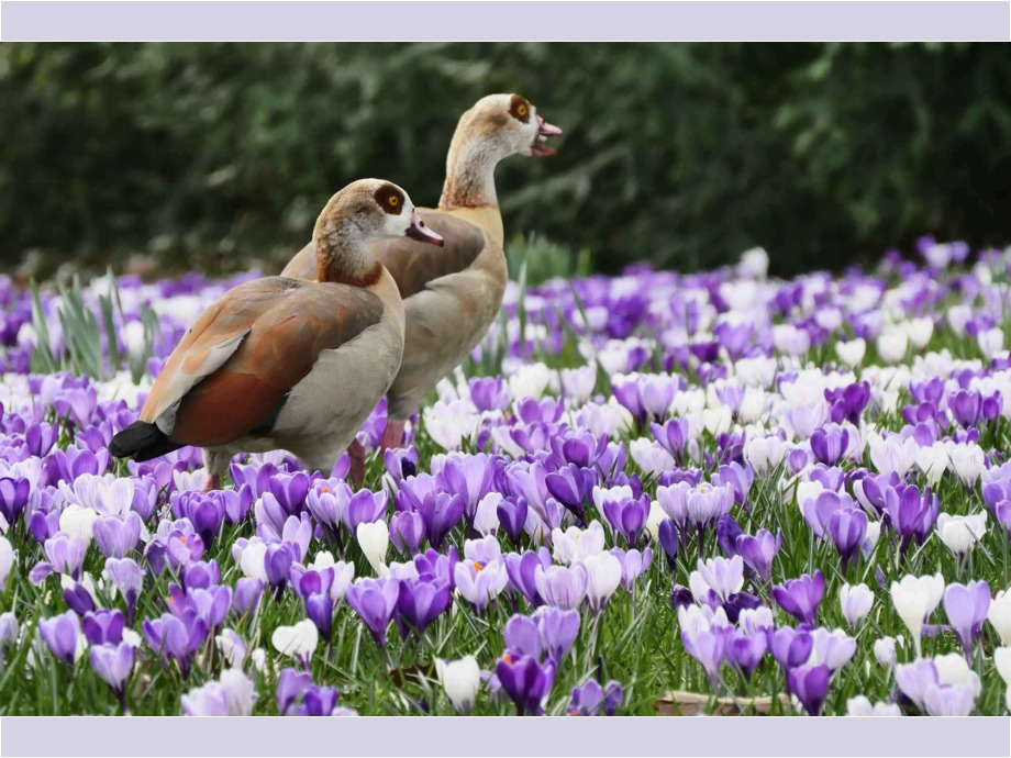 Krokusse mit Gänsen Krokusse mit Gänsen