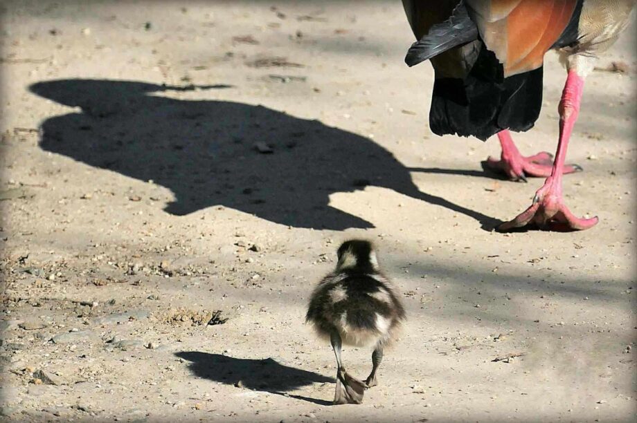 Nilgans mit Nachwuchs Nilgans mit Nachwuchs
