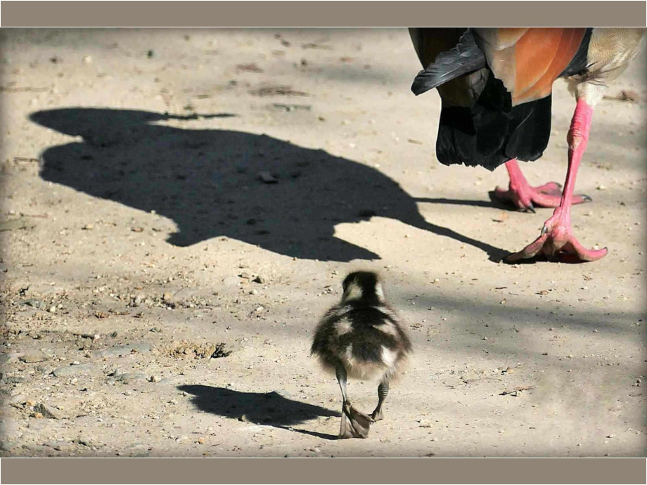 Nilgans mit Nachwuchs Nilgans mit Nachwuchs