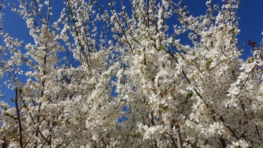 Kirschbaum Kirschbaum