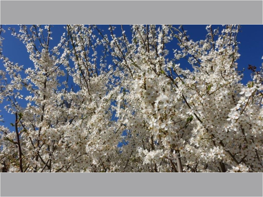 Kirschbaum Kirschbaum