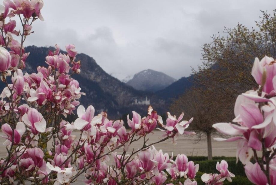 Neu-Schwanstein Neu-Schwanstein