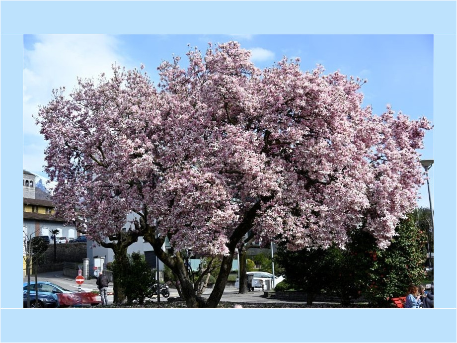 Magnolie am Lago Maggiore in Locarno Magnolie am Lago Maggiore in Locarno