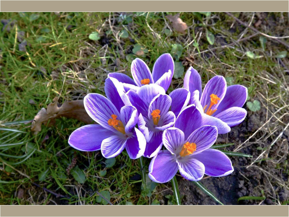 Krokusse, nun ist Frühling Krokusse, nun ist Frühling