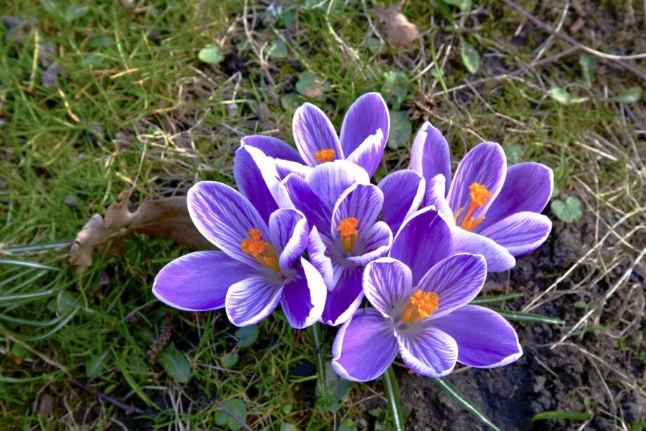 Krokusse, nun ist Frühling Krokusse, nun ist Frühling