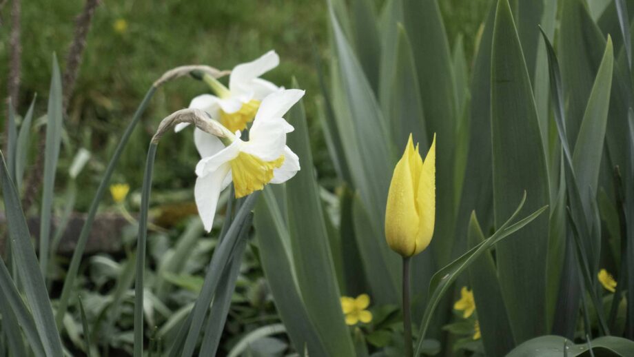 Frühlingsblumen Frühlingsblumen