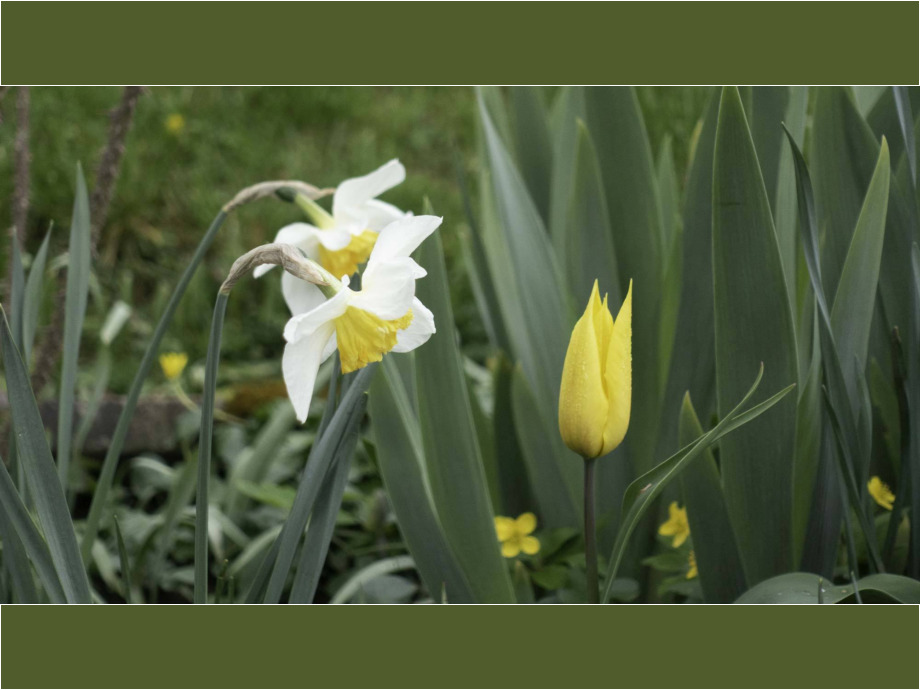 Frühlingsblumen Frühlingsblumen