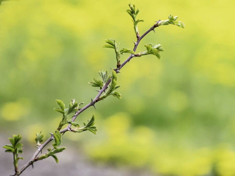 Frühlingserwachen Frühlingserwachen