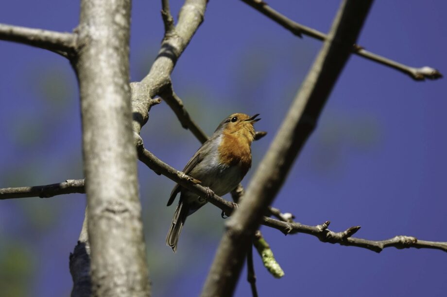 Frühlingslied Frühlingslied