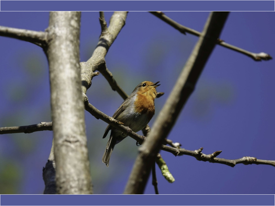 Frühlingslied Frühlingslied