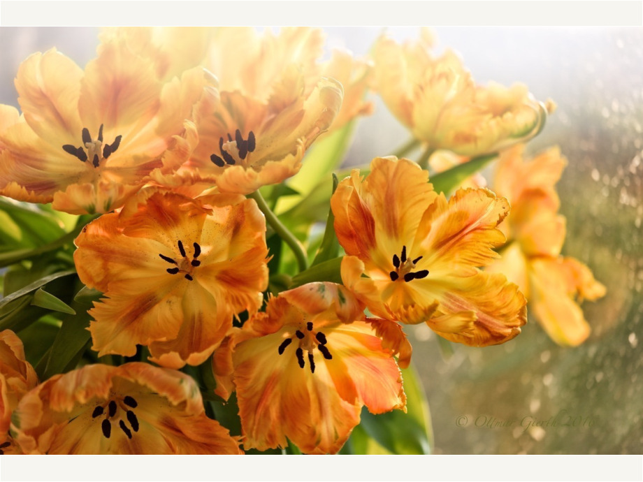 TULPENEXPLOSION TULPENEXPLOSION