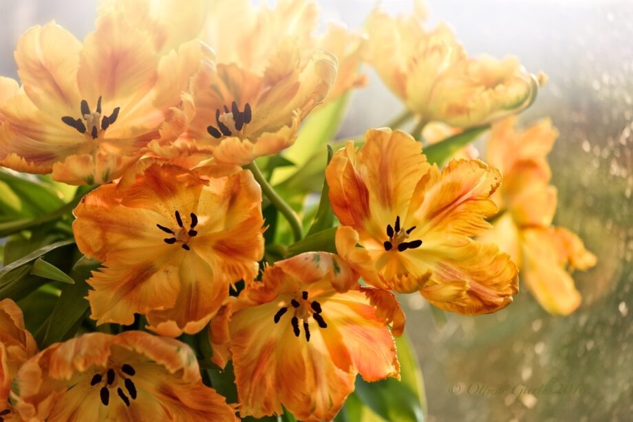 TULPENEXPLOSION TULPENEXPLOSION