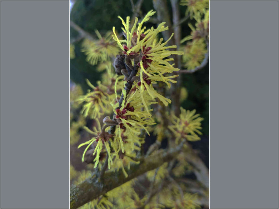Zaubernuss oder Hamamelis Zaubernuss oder Hamamelis