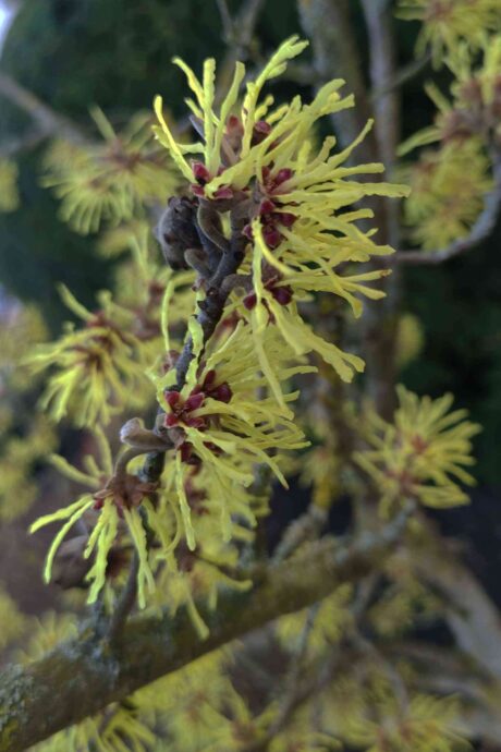 Zaubernuss oder Hamamelis Zaubernuss oder Hamamelis