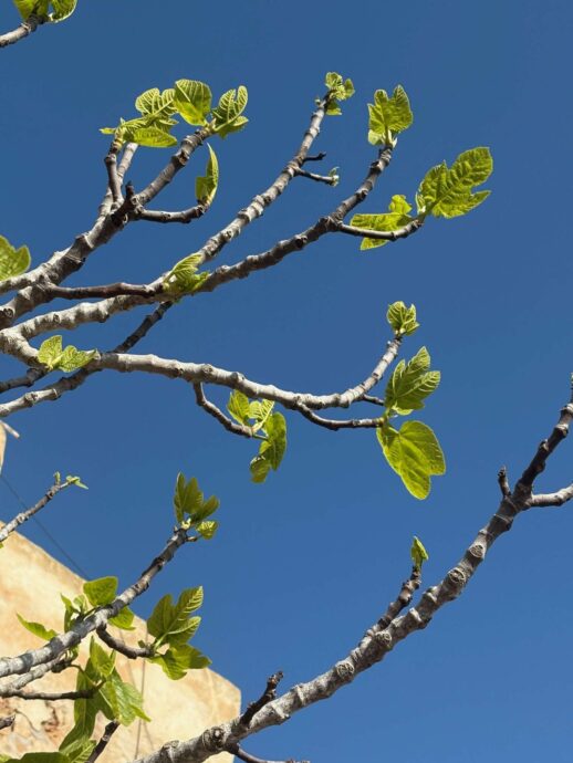 Feigenbaum Feigenbaum