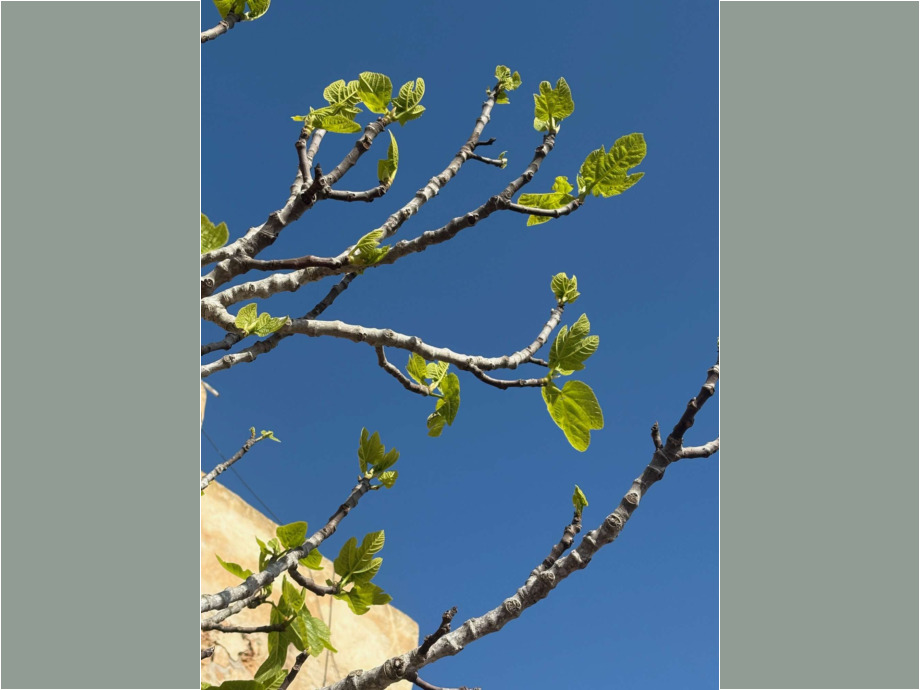 Feigenbaum Feigenbaum