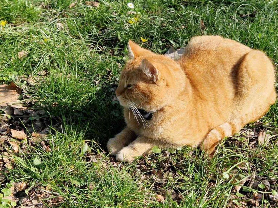 Gemütlich Gemütlich