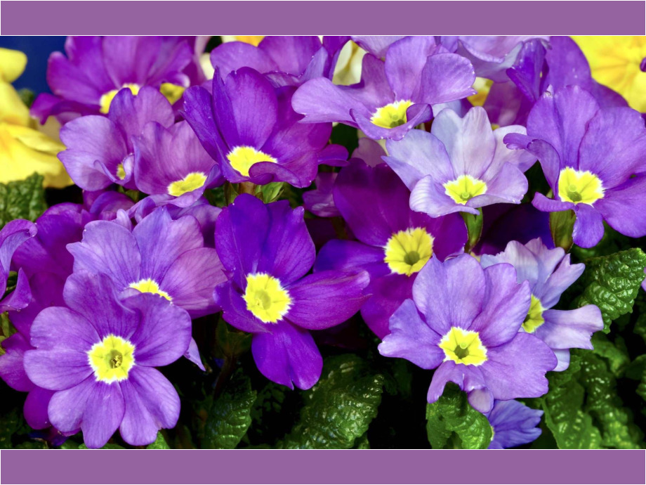 Kein Frühling ohne Primeln Kein Frühling ohne Primeln