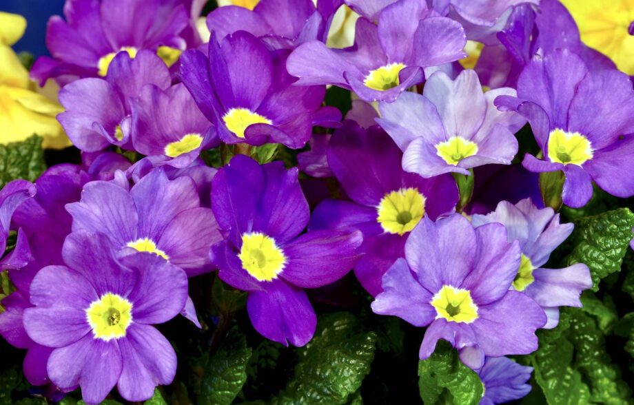 Kein Frühling ohne Primeln Kein Frühling ohne Primeln