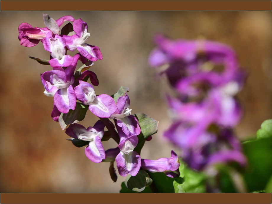 Weis nicht... Weis nicht...