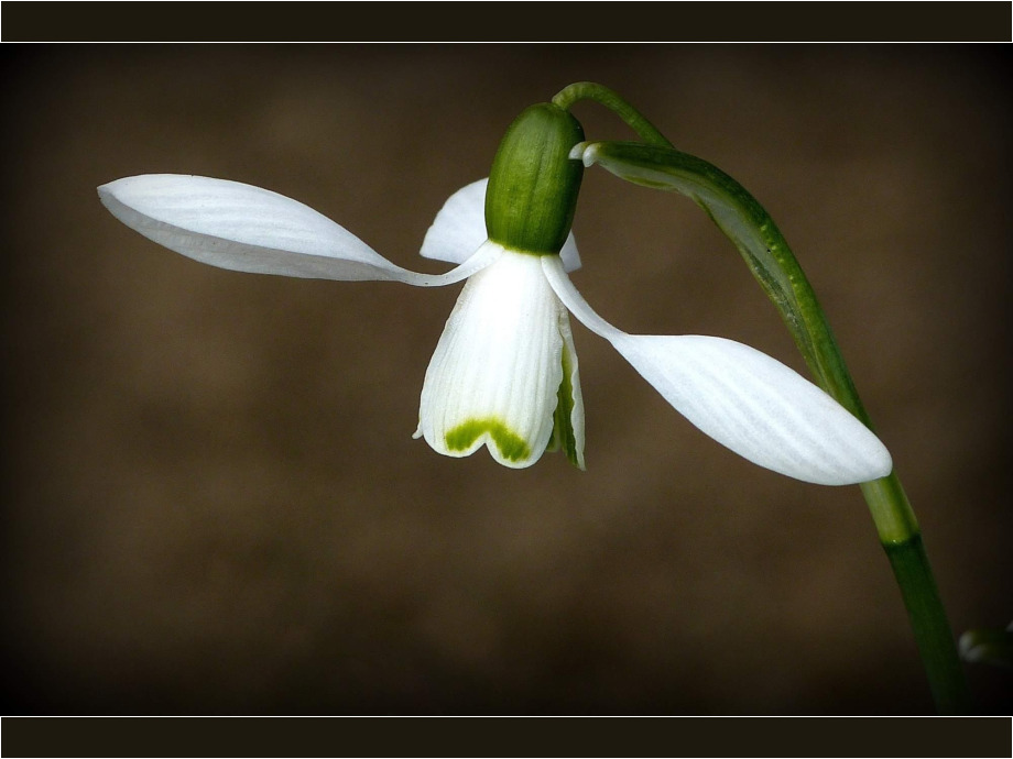 Schneeglöckchen Schneeglöckchen