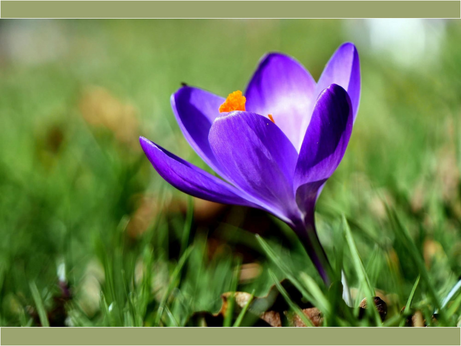Krokus Krokus