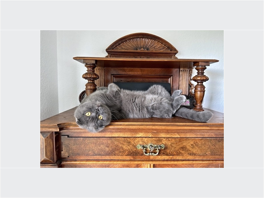 PASCHKOVSKY (Pascha) Scottish Fold PASCHKOVSKY (Pascha) Scottish Fold