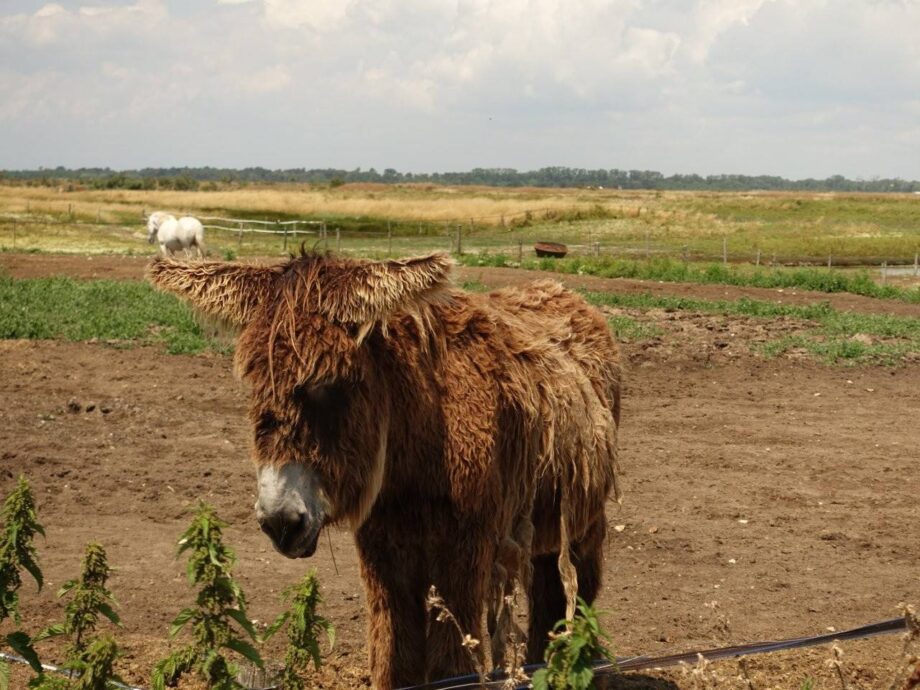 Poitou-Esel Ile de Ré Poitou-Esel Ile de Ré
