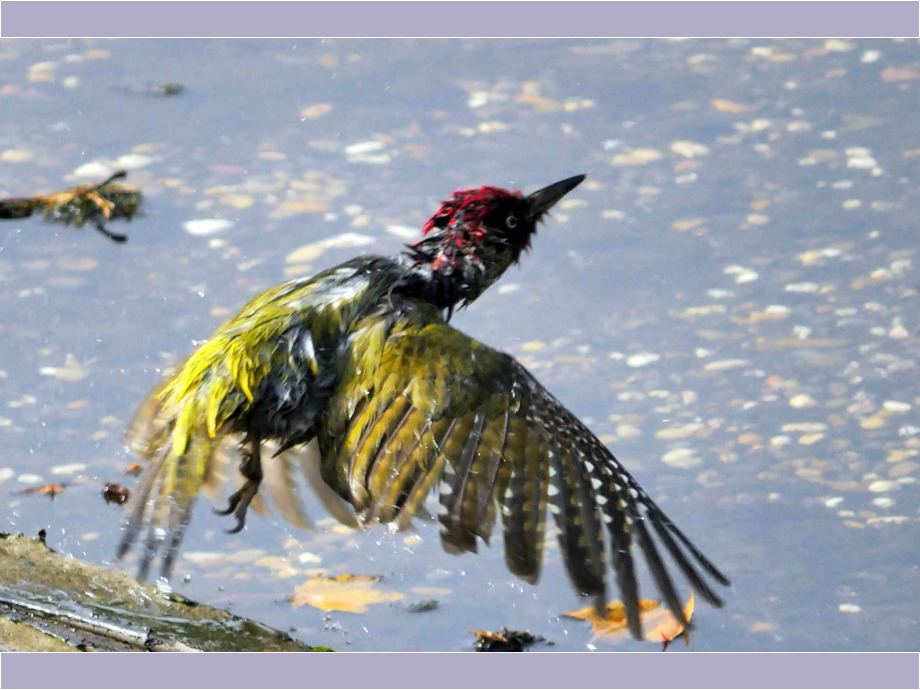 Vogel ist nass