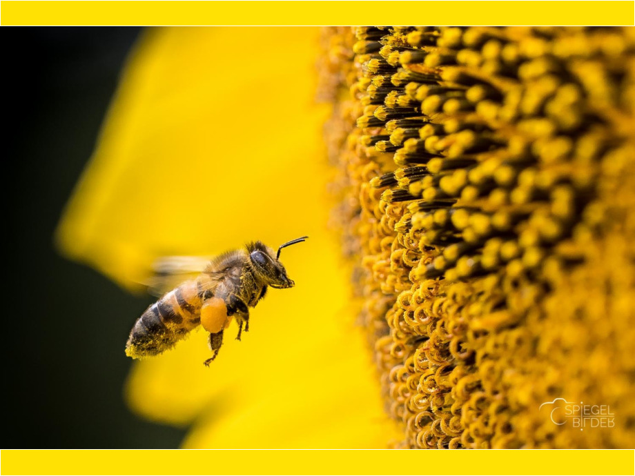Biene an Sonnenblume