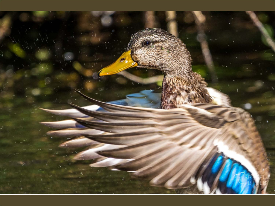 Ente im Weltvogelpark Walsrode