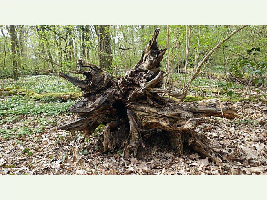 Im Niedwald, 2022 Im Niedwald, 2022