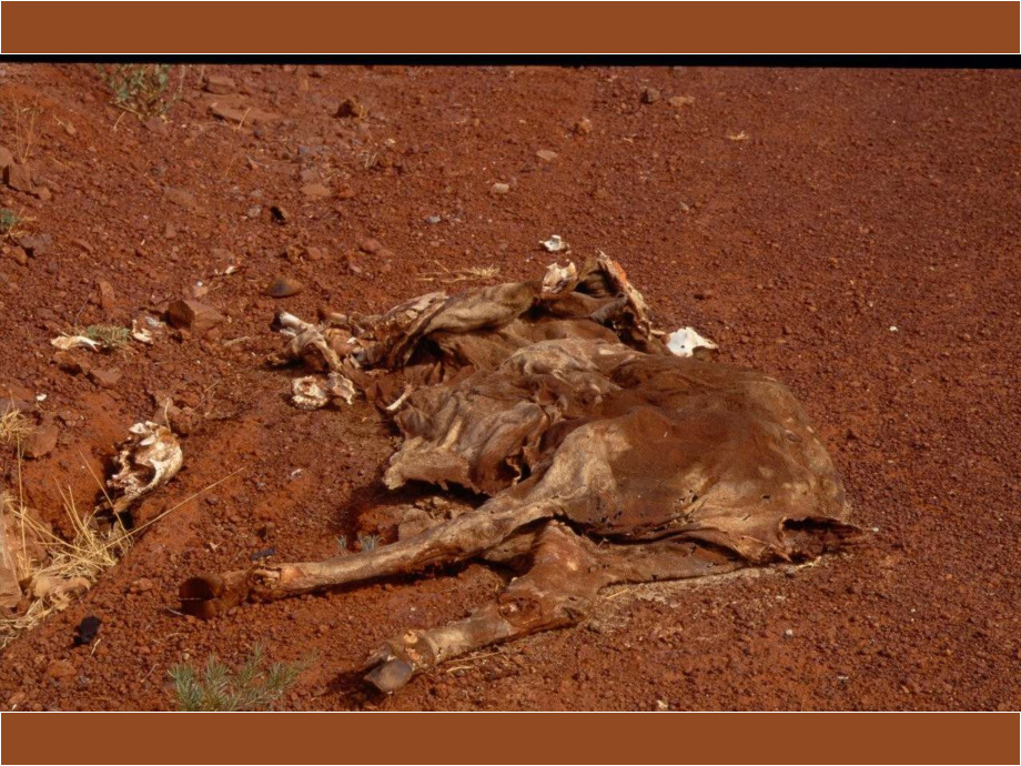 Too hot - bei uns bald auch?! Australien
